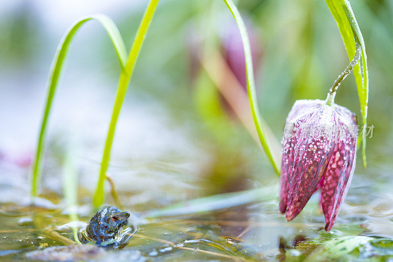 冰冻盛开的郁金香、蛇头贝母(Fritillaria meleagris)在其自然环境，沼泽